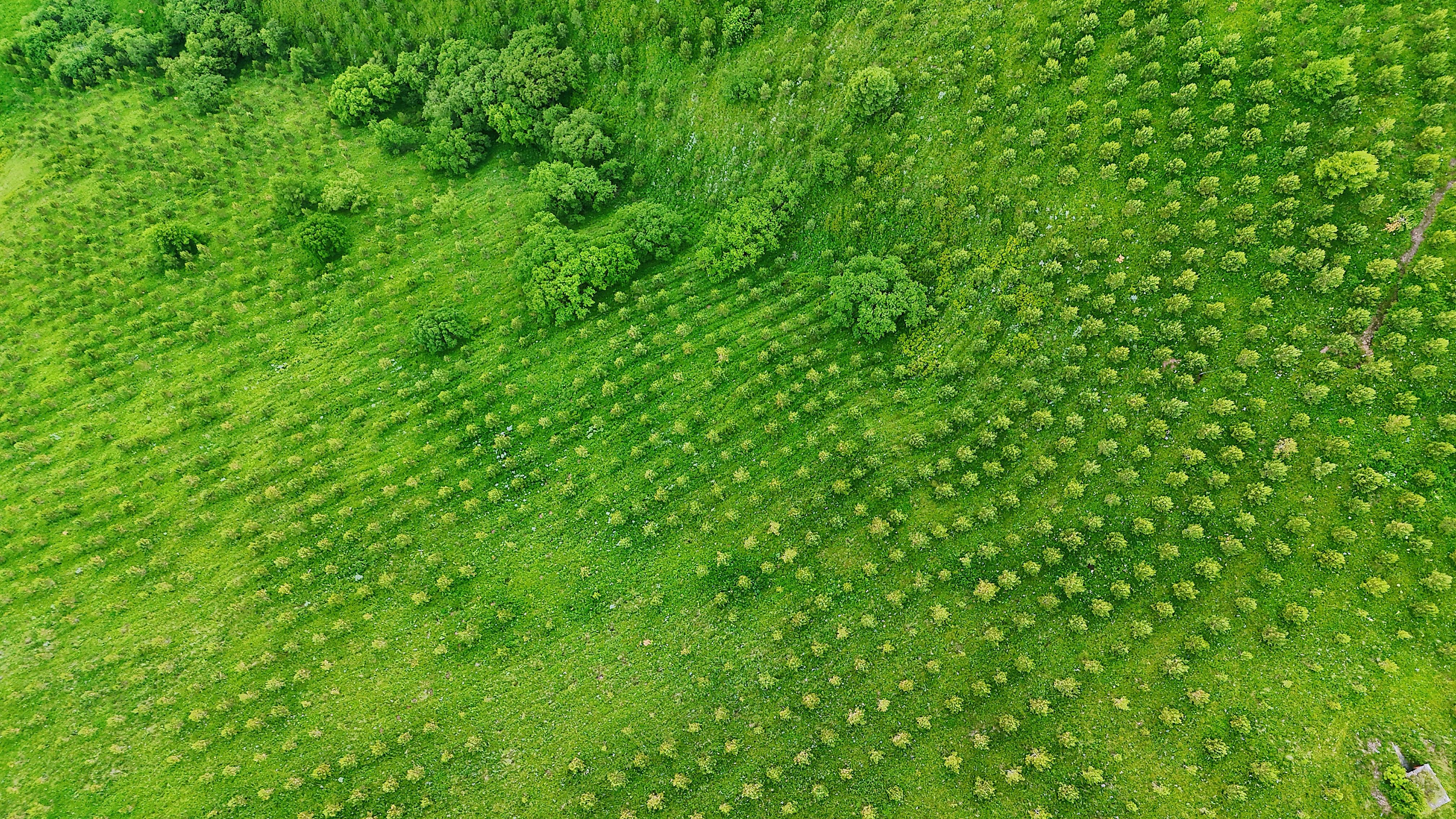 作者