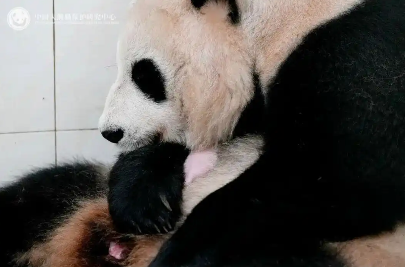 高清在线播放